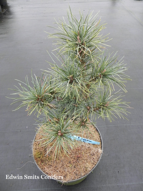 Pinus schwerinii (x) 'Filip’s Mini Magic' (# 5)